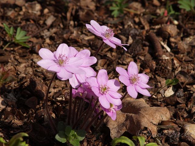 Hepatica nob.Odette1.JPG